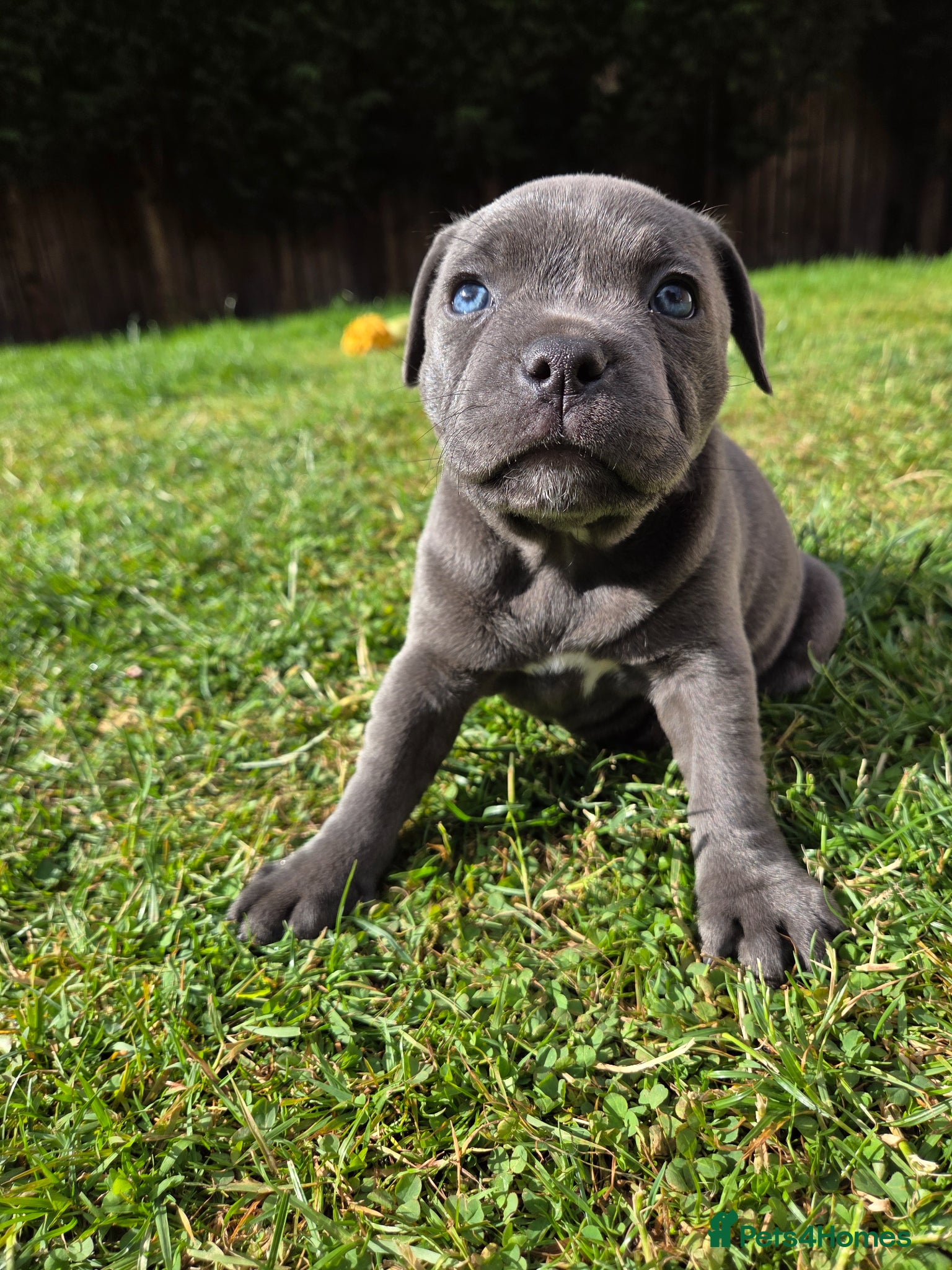 Staffordshire Bull Terrier dogs LAST KC Staffordshire Bull Terrier  - Advert 18