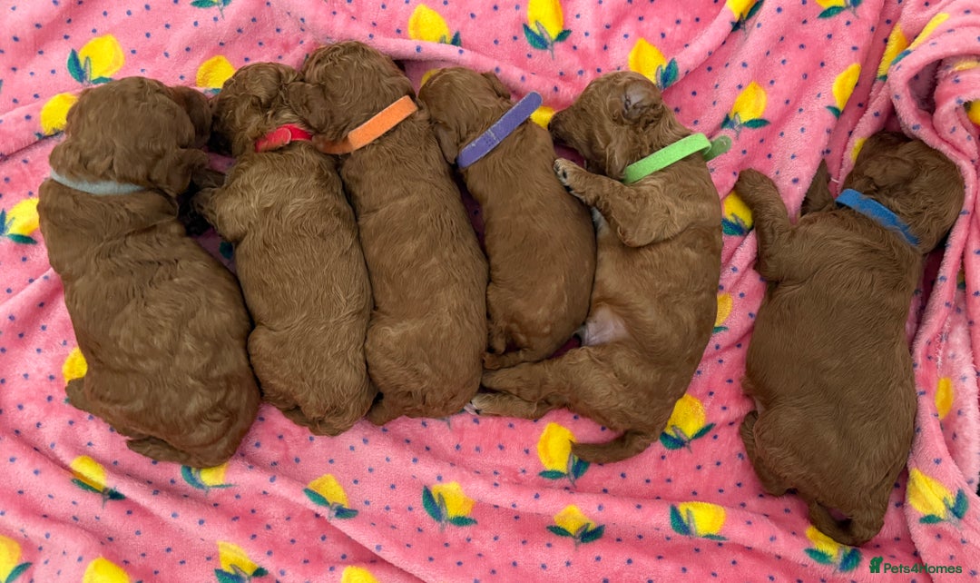 Toy Poodle dogs for sale: 6 Exquisite Red Toy Poodles. Parents DNA Clear - Image 9