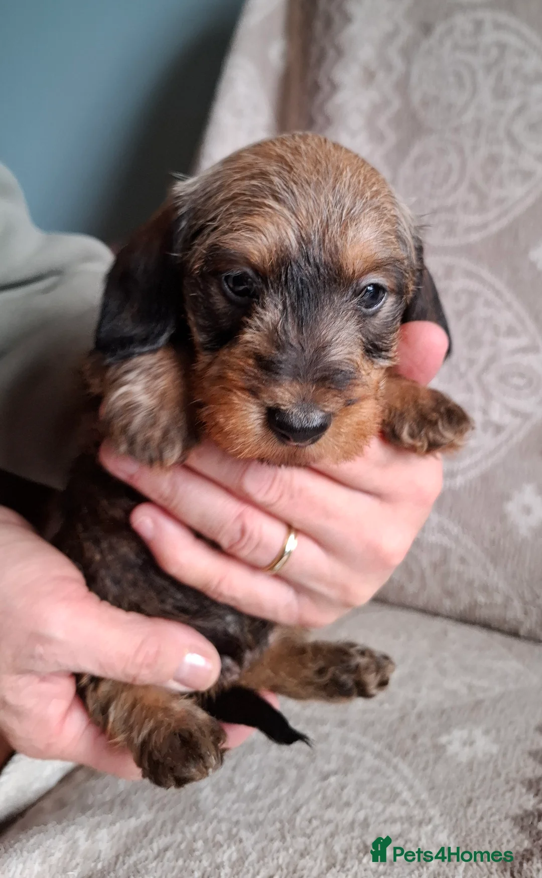 Miniature Dachshund dogs for sale: New Year's Day KC Mini-Wire Dachsunds - Advert 10