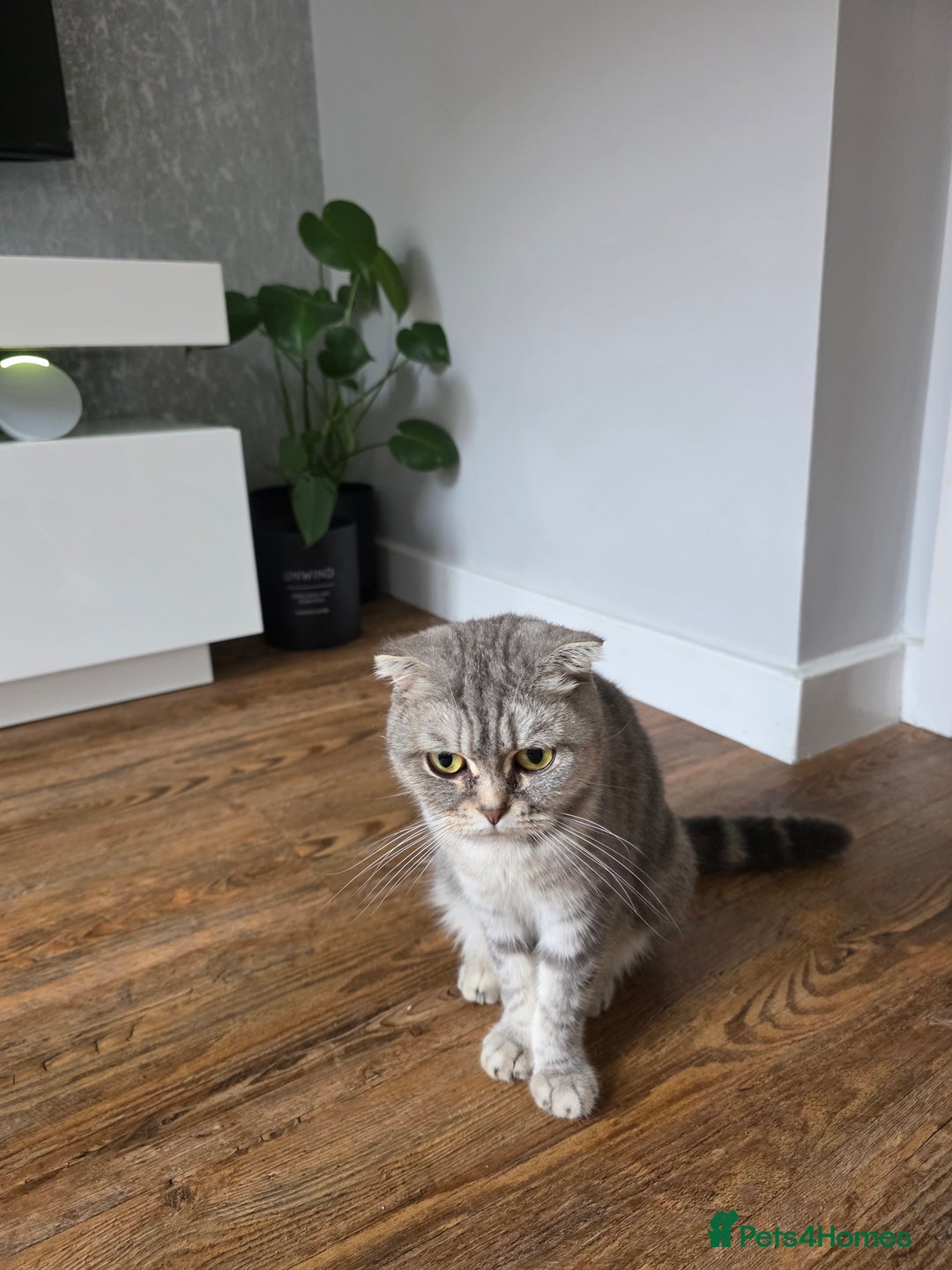 Scottish Fold cats for sale: Gorgeous and playing Scottish Fold cross kittens  - Image 13
