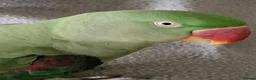 Parakeets birds for sale: Beautiful alexandrine girl and large cage - Advert 3
