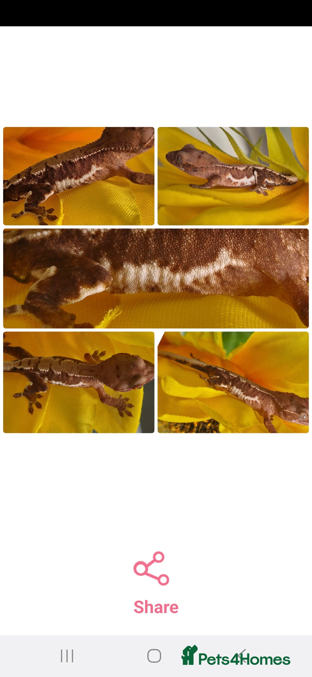 Gecko reptiles for sale: Beautiful Unsexed Crested Geckos ⬇️  - Image 8