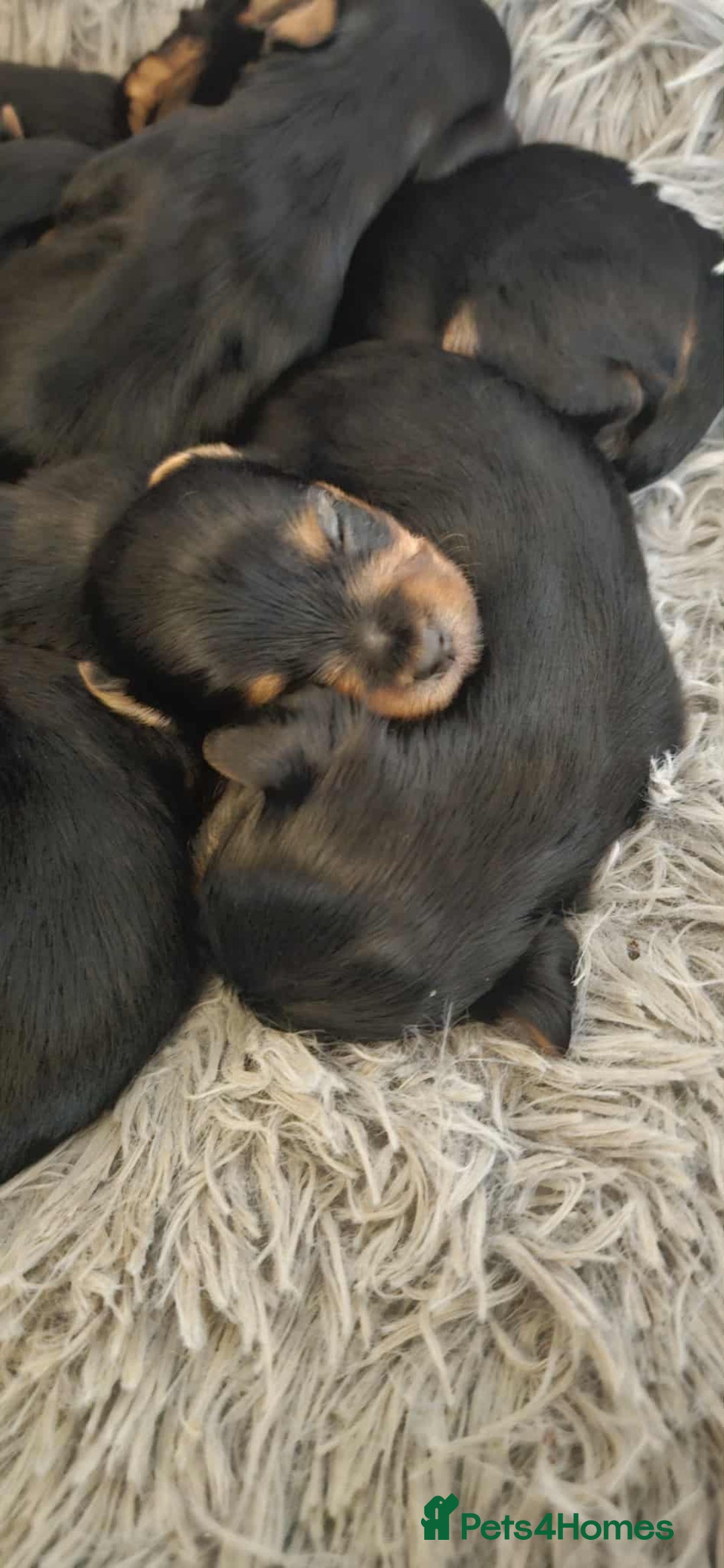 Yorkshire Terrier dogs for sale: 7 miniature Yorkshire terrier puppies - Image 5