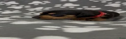 Miniature Dachshund dogs for sale:  Miniature Dachshund Puppies - Advert 17