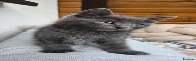 Russian Blue 3