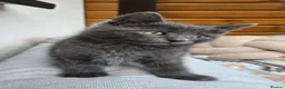 Russian Blue cats for sale: Kittens for sale  - Advert 5