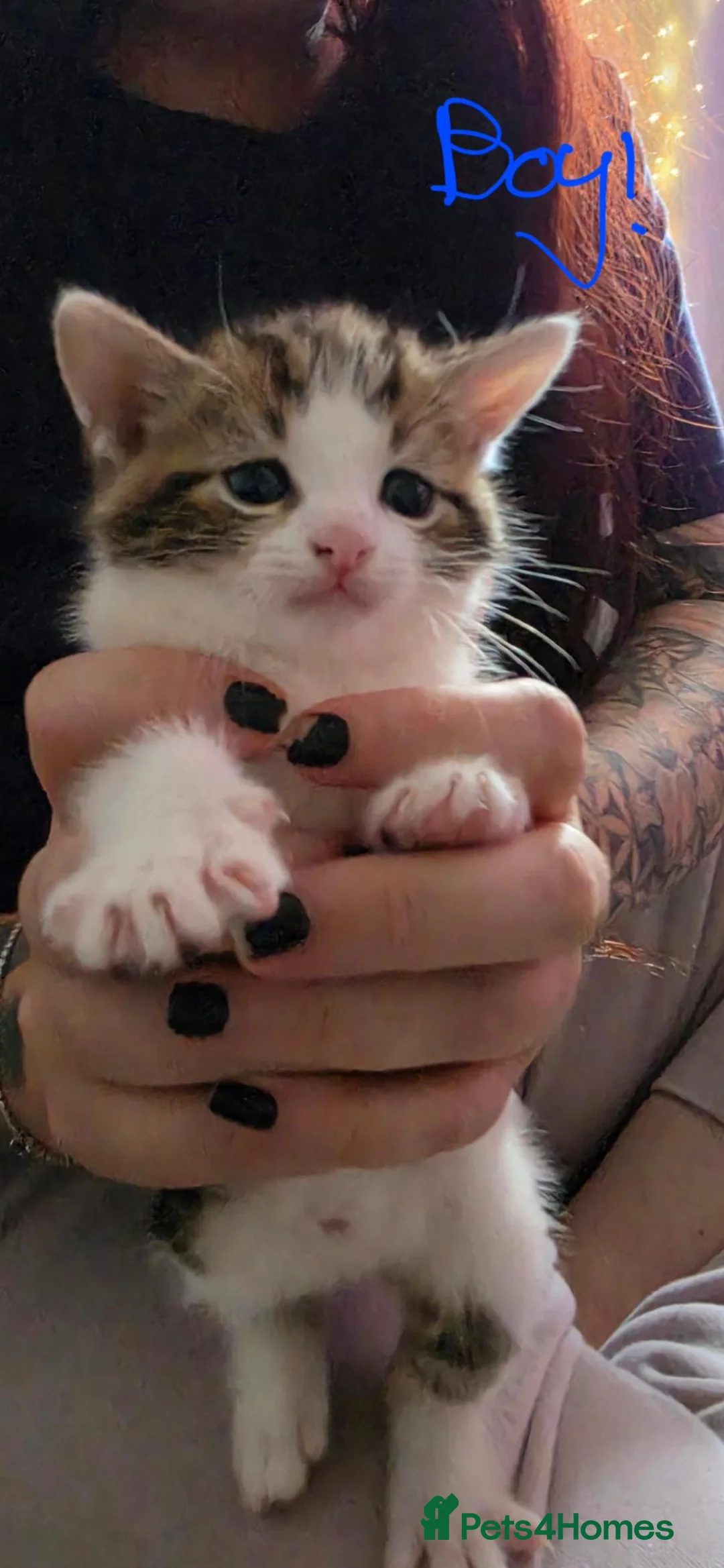 Mixed Breed cats for sale: 2 x kittens 1 Boy and 1 Girl in Launceston - Advert 2