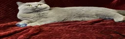 British Shorthair cats for sale: 🏆 Beautiful GCCF BSH Grace Retired Queen (Blue)🐈 - Advert 16