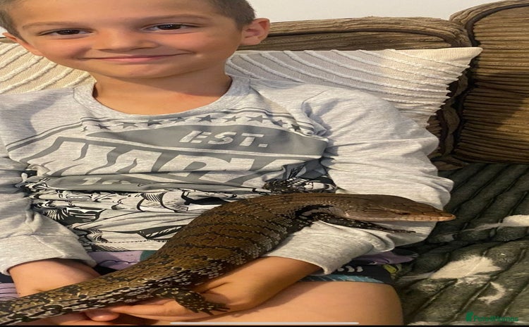 Skink reptiles - Advert 1