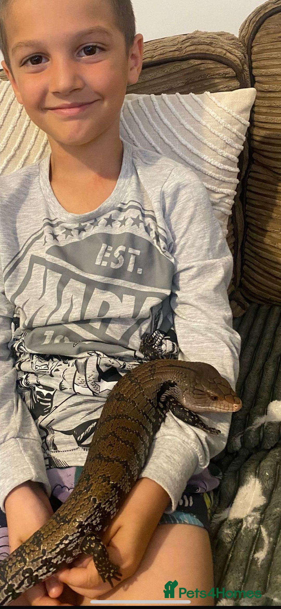 Skink reptiles for sale: Blue tongue  - Image 1