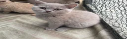 British Shorthair cats for sale: Lilac BSH  GCCF Boys  - Advert 13