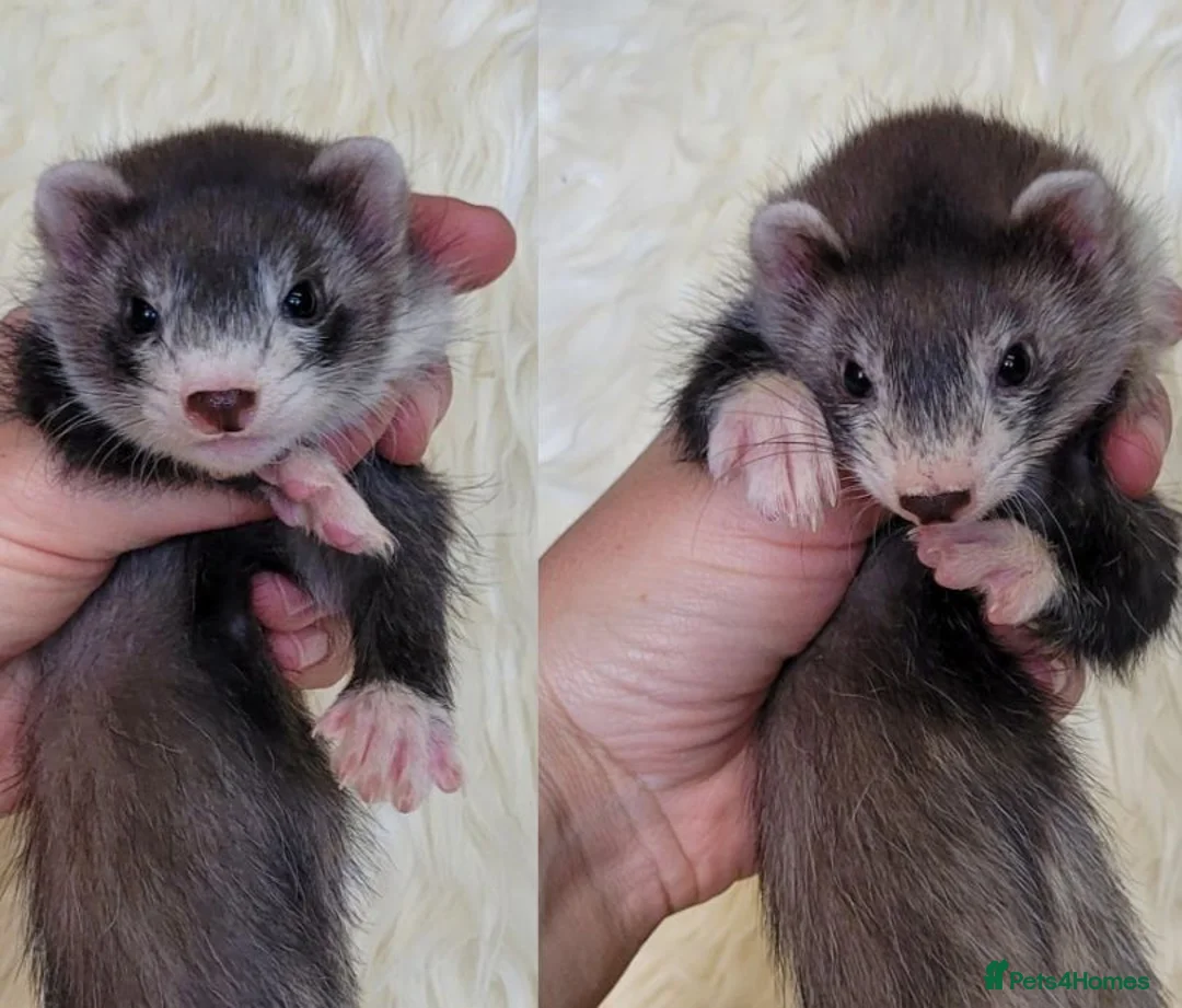 Ferret rodents for sale: Half Angora Jill's & Hobs - Advert 1