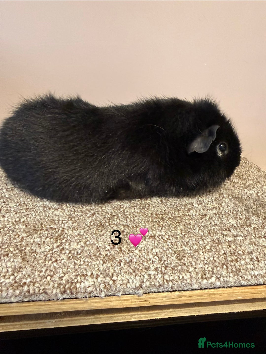 Guinea Pig rodents for sale: Rex & Teddy sows - Advert 5