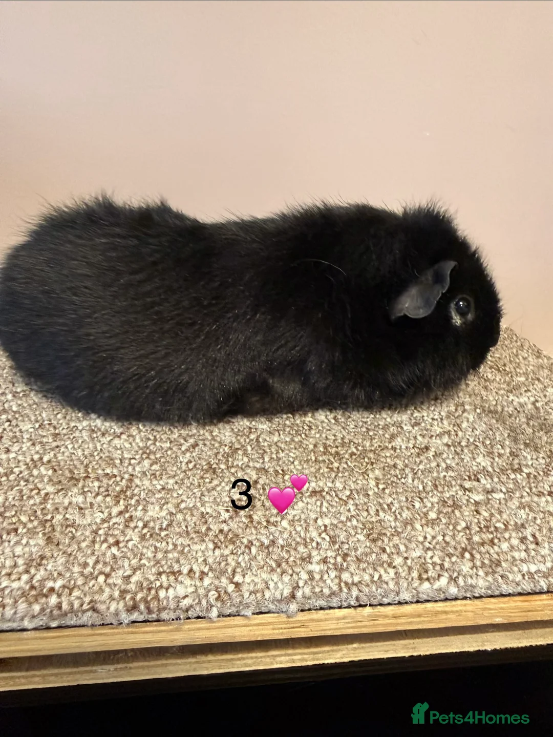 Guinea Pig rodents for sale: Rex & Teddy sows - Advert 5