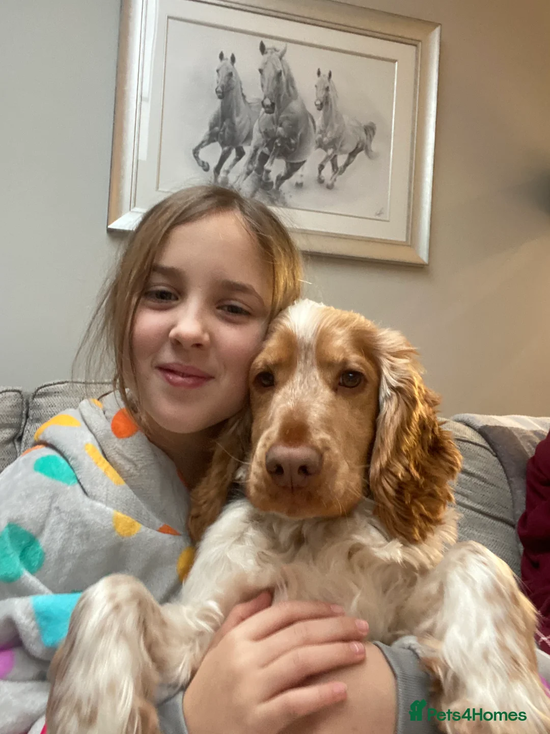 Cocker Spaniel dogs for stud: KC Reg Show Cocker Spaniel- Extensively DNA tested in Warrington - Advert 12