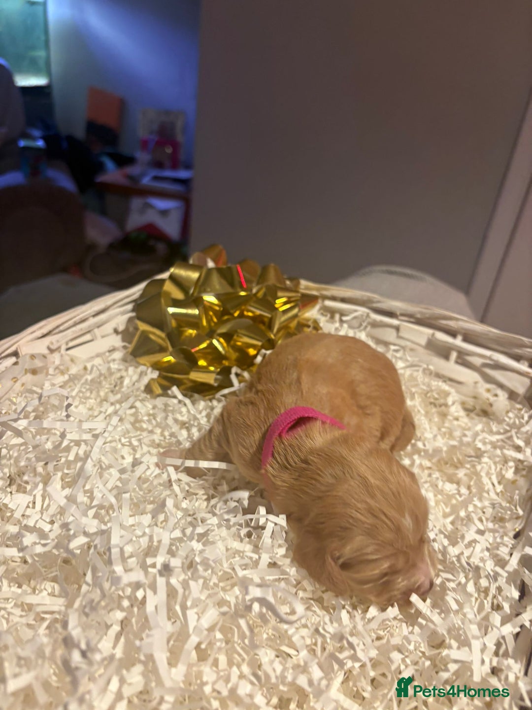 Cocker Spaniel dogs for sale: stunning cocker spaniel pups ready soon - Advert 10