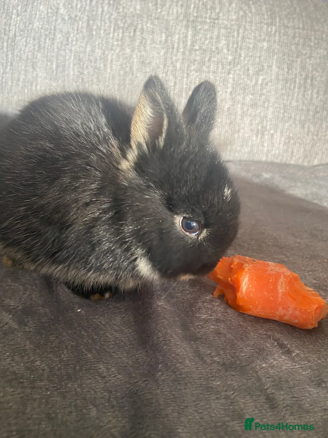 Lionhead rabbits for sale: Cutest Supersoft Double mane lion head  - Advert 1