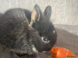 Lionhead rabbits Cutest Supersoft Double mane lion head - Advert 2