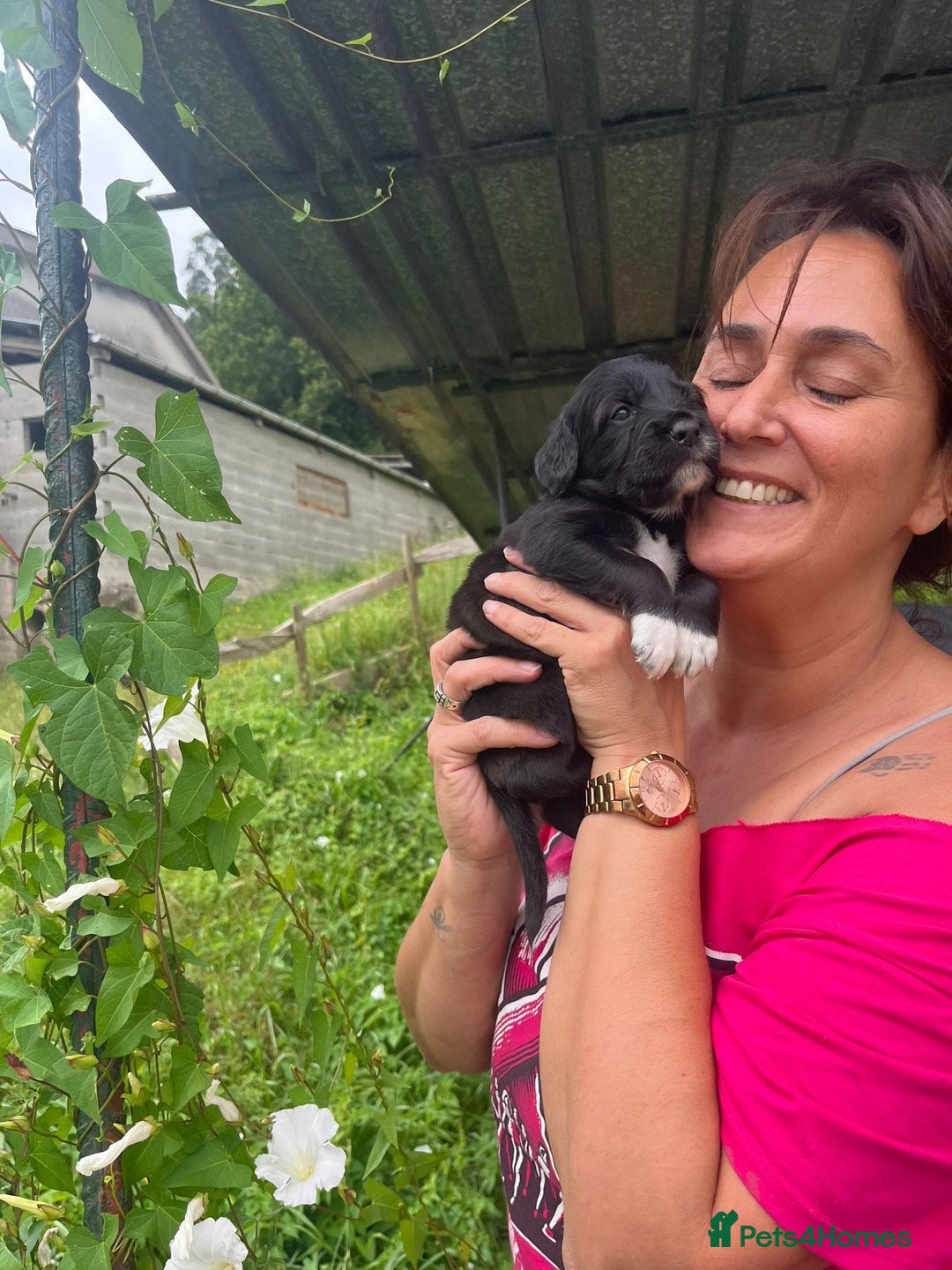 English Setter dogs for adoption: Setter x Pups (Rina's Puppies) - Image 28