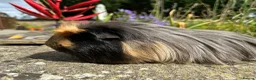 Guinea Pig rodents for sale: Beautiful bonded guinea pig boars (boys) - Advert 3