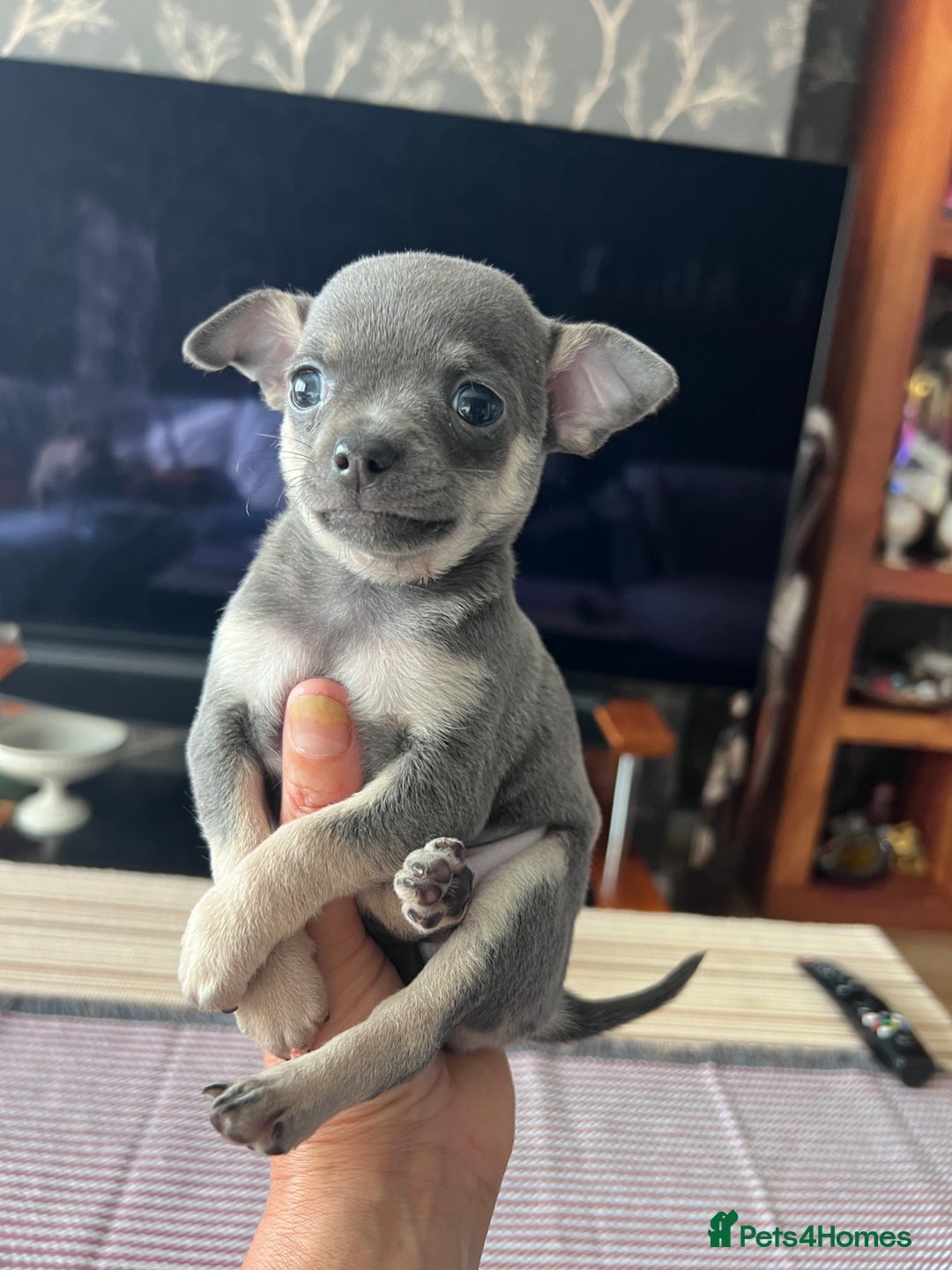 Chihuahua dogs for sale: Adorable apple head short coat chihuahua puppies.  - Image 10