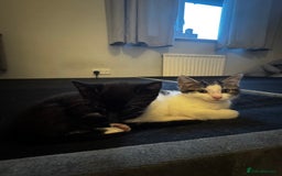 Domestic Shorthair cats for sale: 2 beautiful boy kittens  - Image 32