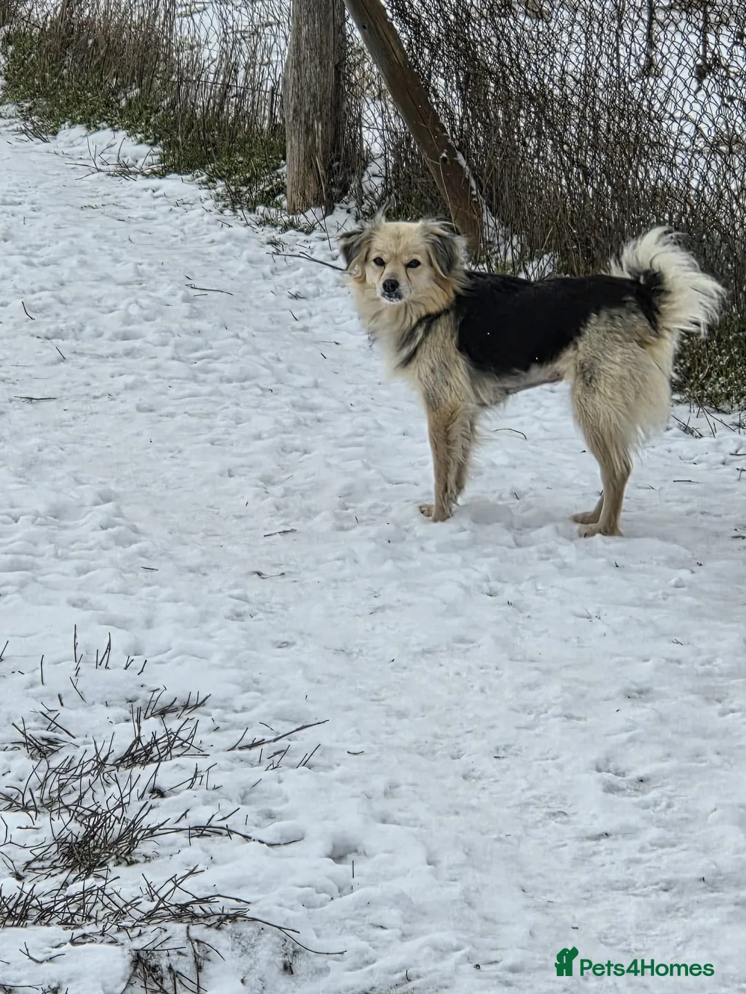 Mixed Breed dogs for adoption: 🐾💛 ANYA – A Gentle Little Soul for a Loving Home - Advert 5