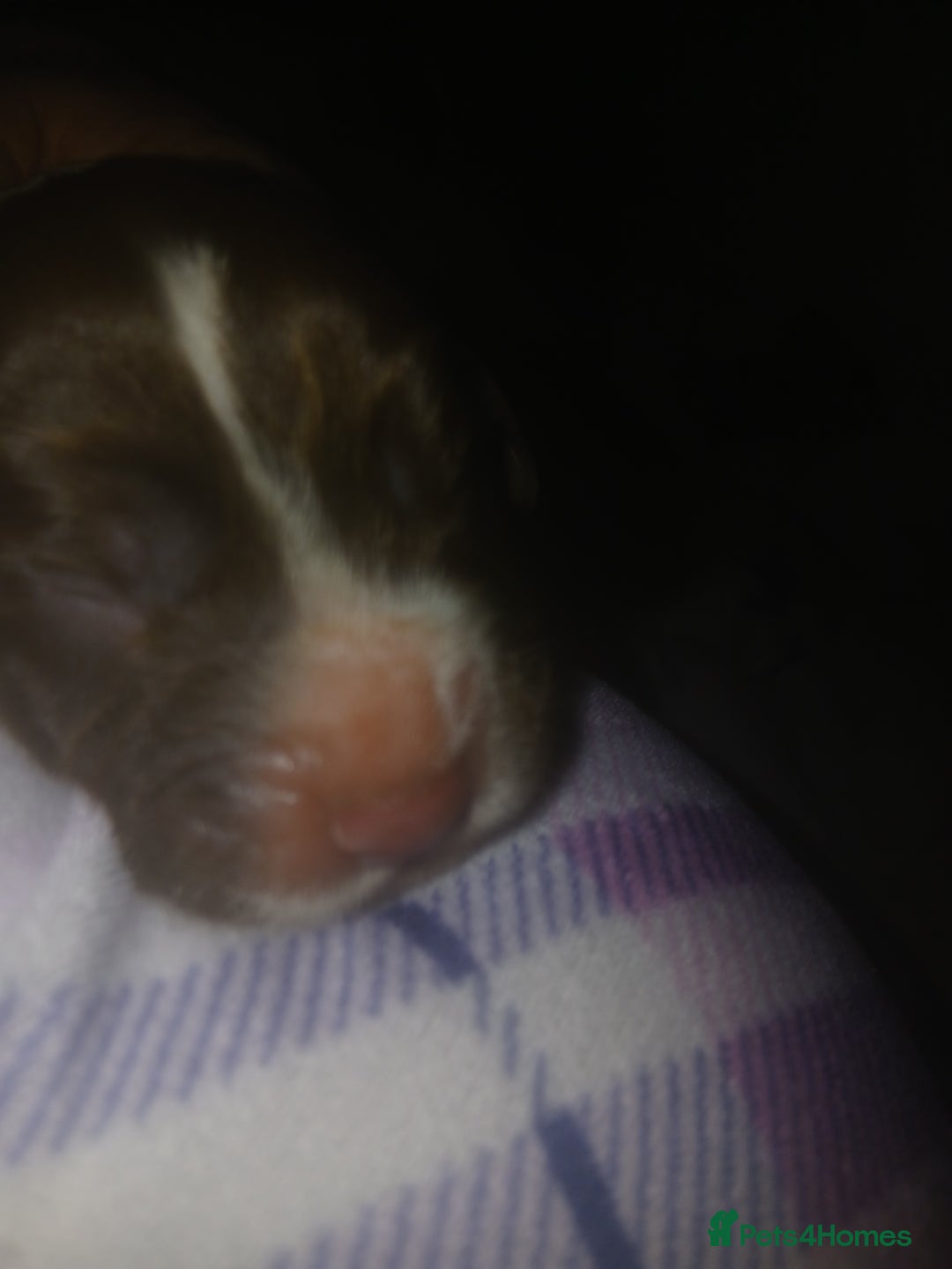 Sprocker dogs for sale: Sprockers - Advert 3