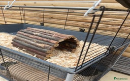 Guinea Pig rodents for sale: For Sale 2 Guinea Pigs With Cage and Accessories  - Image 10