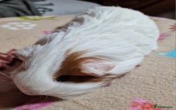 Guinea Pig rodents for sale: Two Stunning Sheltie Sows - Image 16