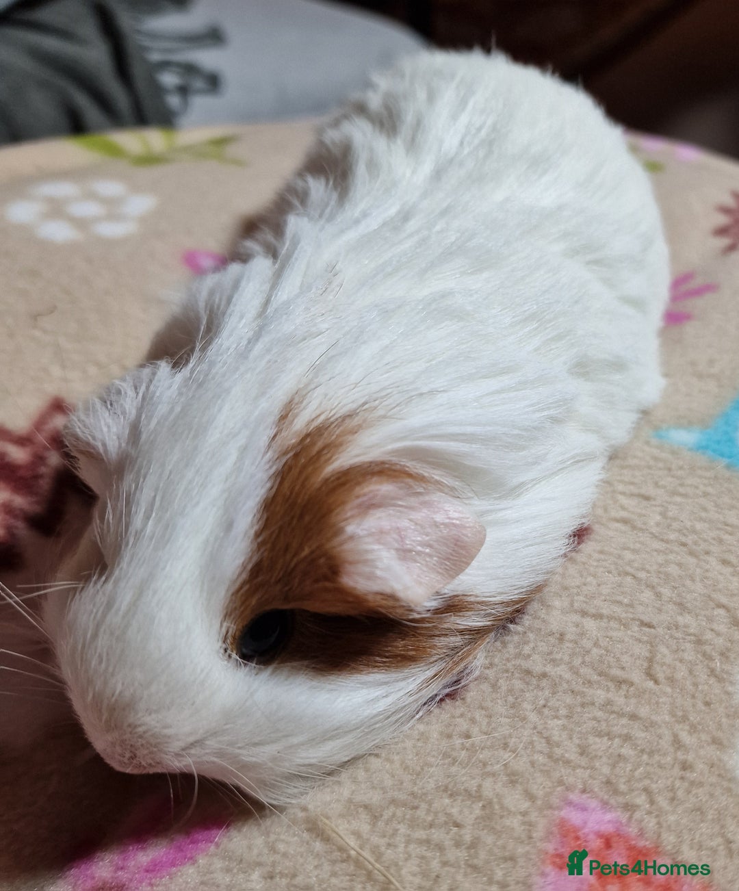 Guinea Pig rodents for sale: Two Stunning Sheltie Sows - Image 16