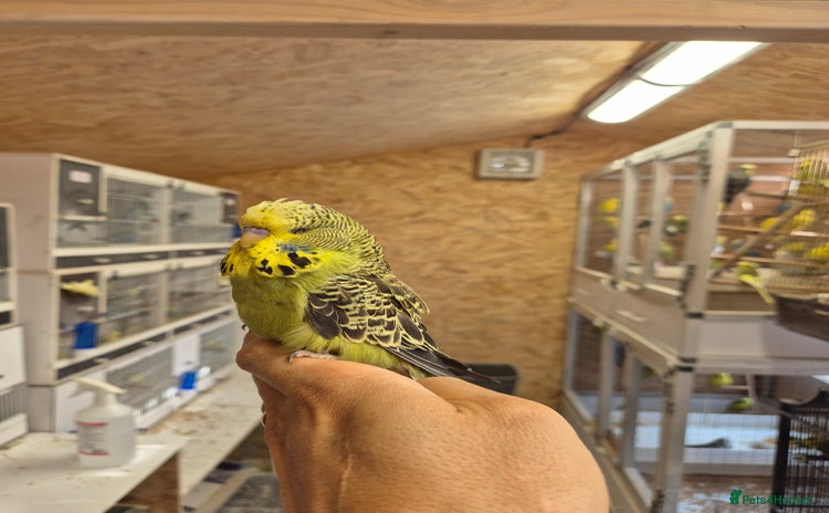 Budgerigars birds - Advert 7