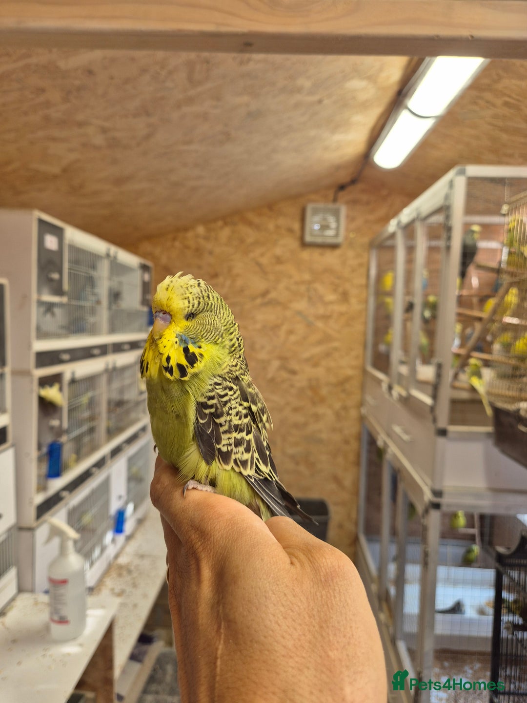 Budgerigars birds for sale: Adoption free exhibition budgie  - Image 1