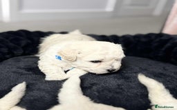Bichon Frise dogs for sale: Adorable Bichon Frisée Puppies for sale  - Image 6