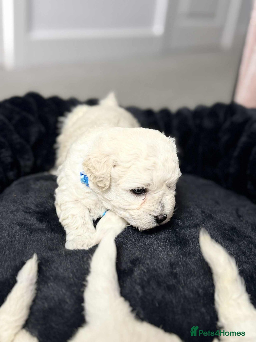 Bichon Frise dogs for sale: Adorable Bichon Frisée Puppies for sale  - Image 6