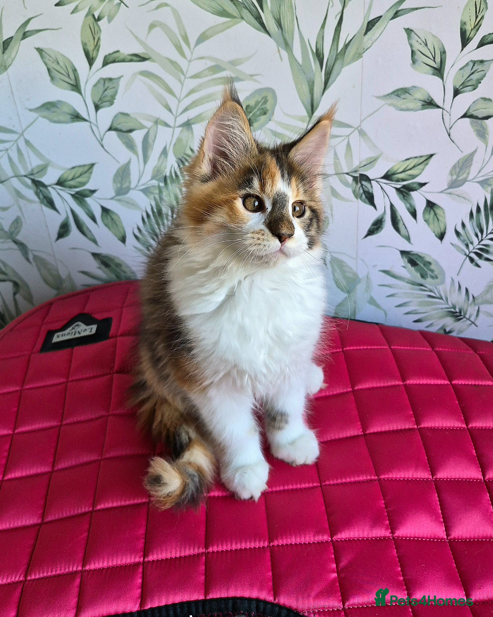 Maine Coon cats Unusual marked maine coon girl - Advert 4