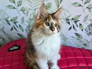 Maine Coon cats Unusual marked maine coon girl - Advert 2