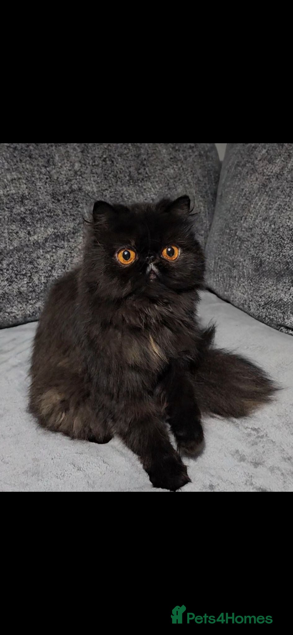 Persian cats White boy persian kitten - ready 6th July - Advert 16