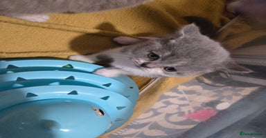 British Shorthair cats - Advert 6