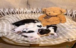 Cocker Spaniel dogs for sale: Beautiful cocker spaniel pups - Image 2