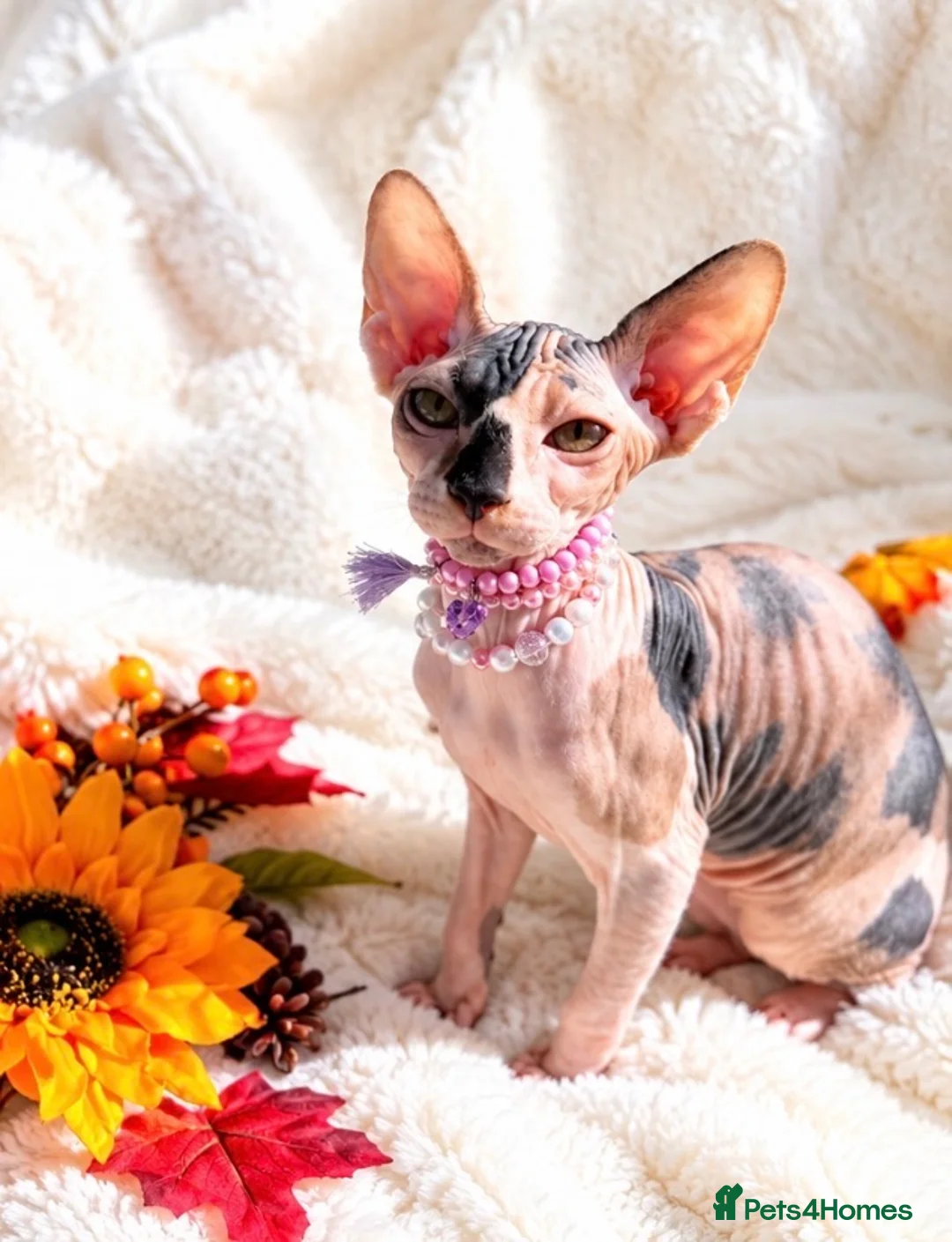 Sphynx cats for sale: 🐾 Beautiful Female Sphynx Kitten – Luna 🐾 - Advert 2