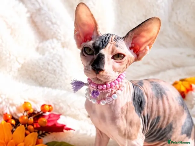 Sphynx cats 🐾 Beautiful Female Sphynx Kitten – Luna 🐾 - Advert 10
