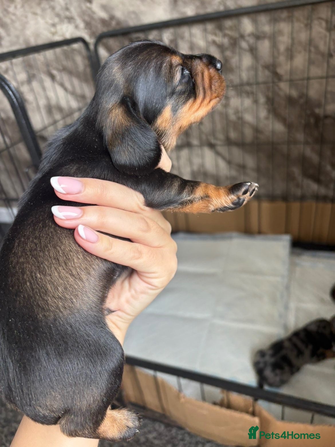 Dachshund dogs Dachshund puppies - Advert 17