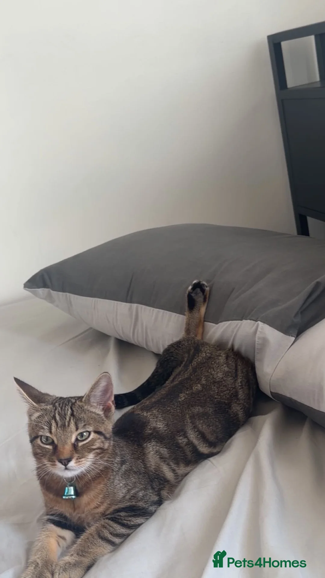 Mixed Breed cats for sale: Loving 7Month-Old Kitten Looking for a ForeverHome in Heywood - Advert 2