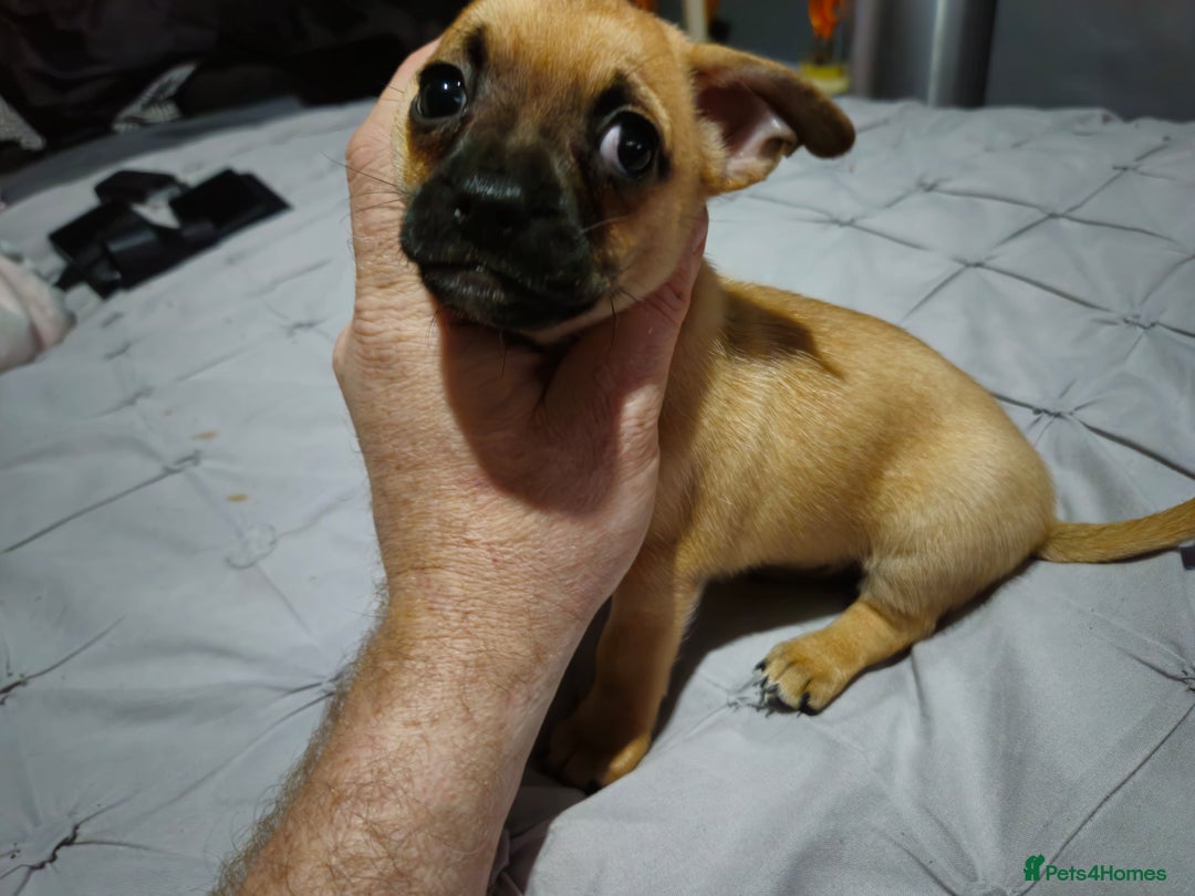 Chug dogs for sale: Beautiful chugs for sale  - Advert 5