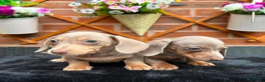 Miniature Dachshund 4