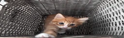 Mixed Breed cats for sale: 🐾 ✨ Kittens ready this weekend 🧡💛 - Advert 3