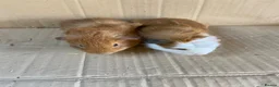 Guinea Pig rodents for sale: Baby Male Guinea Pigs - Advert 3