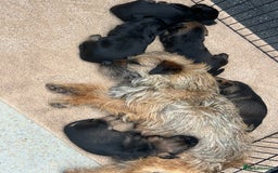 Border Terrier dogs for sale: Border Terrier puppies - Image 8