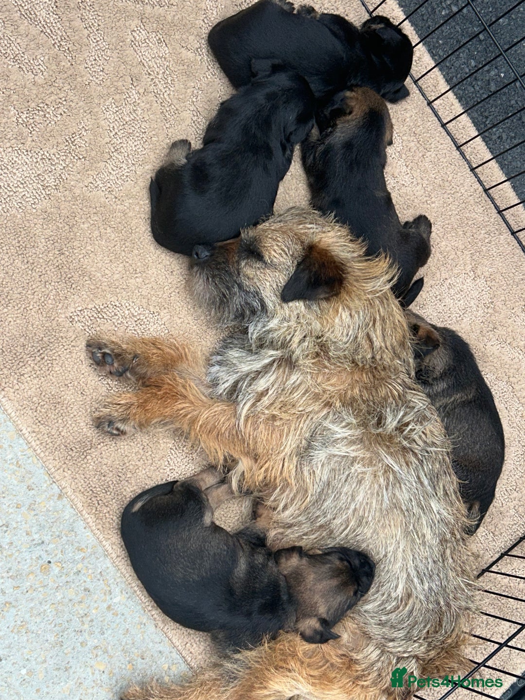 Border Terrier dogs for sale: Border Terrier puppies - Image 8
